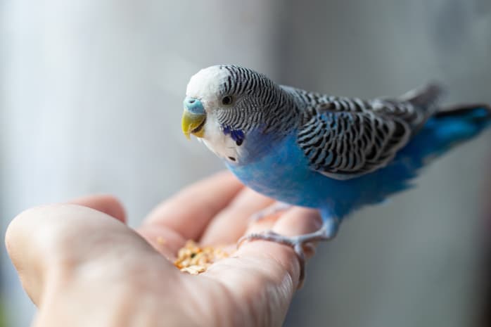 Wellensittich (Melopsittacus undulatus)