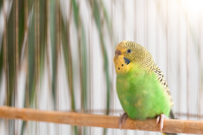 Wellensittich (Melopsittacus undulatus)