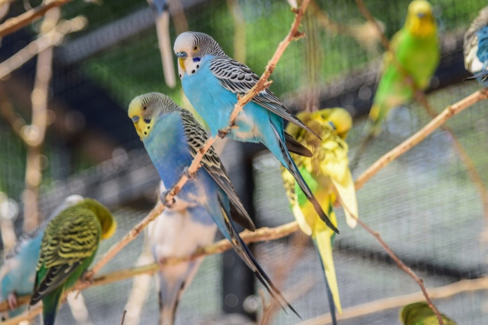 Wellensittich (Melopsittacus undulatus)