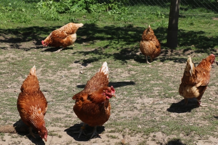 Hühner im Freien