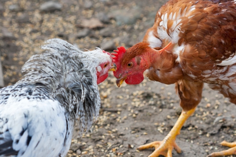 Wie Lange überlebt Ein Huhn Ohne Kopf www.hausgarten.net