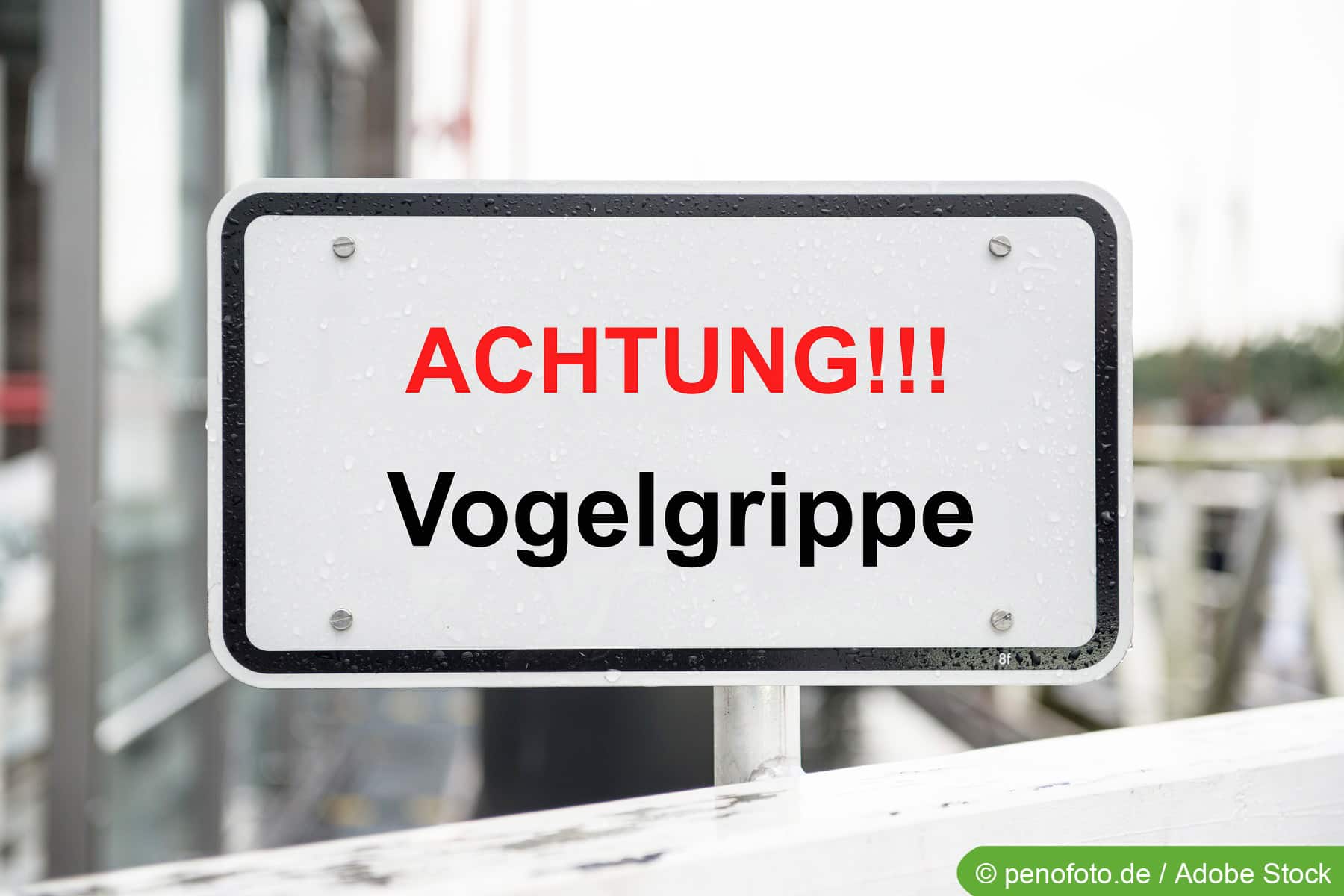 Huhn kann nicht mehr laufen was tun?