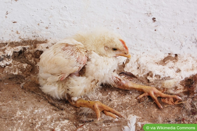 Altes Kaninchen Kippt Zur Seite