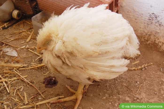 Huhn mit Kokzidien