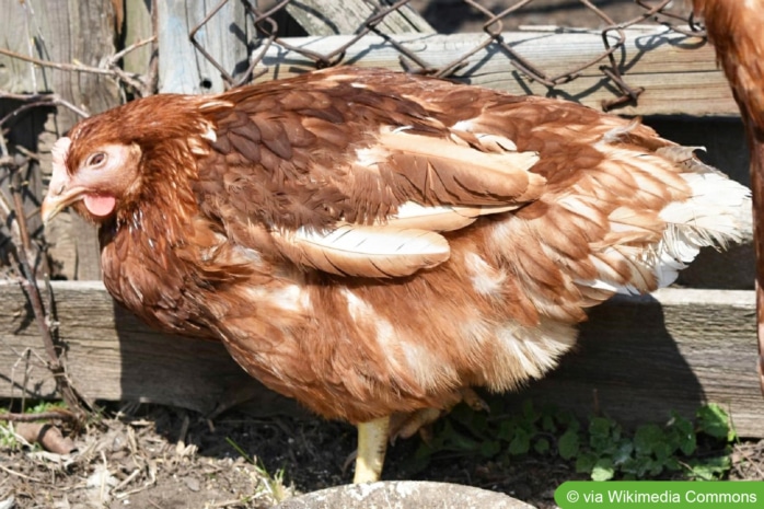 Huhn mit Mykoplasmose