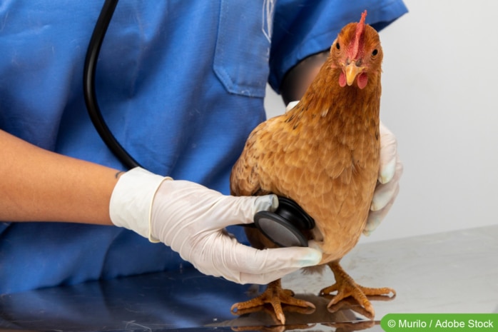 Tierarzt untersucht Huhn