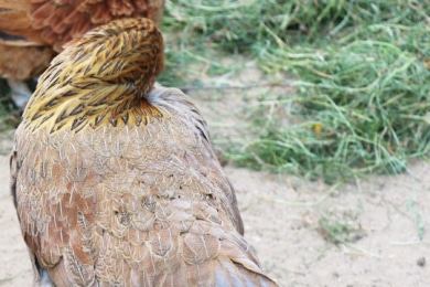 Huhn verdreht Kopf