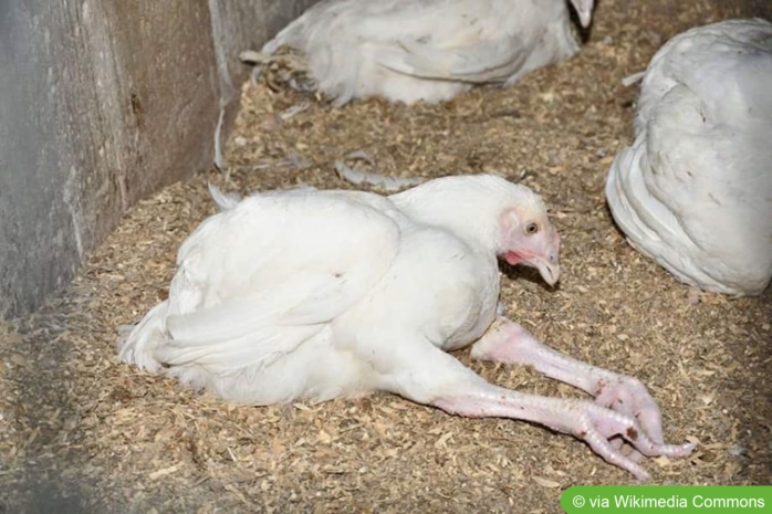 Krankes Huhn sitzt im Stall