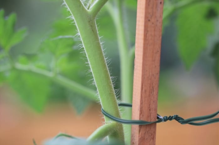 Tomaten mit Rankhilfe