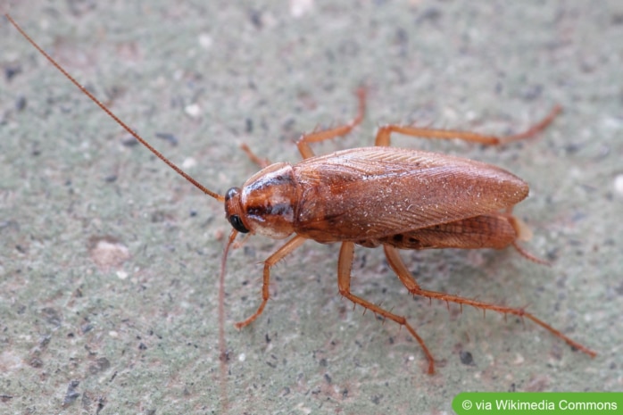 Deutsche Schabe (Blattella germanica)