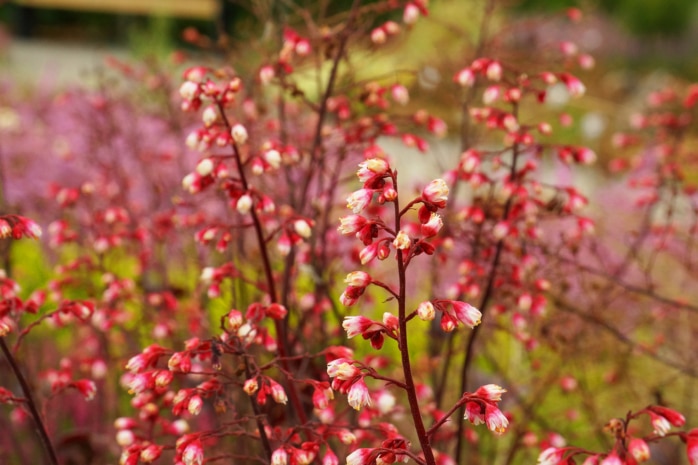 Purpurglöckchen - Heuchera