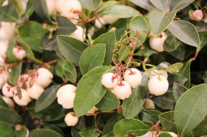 Scheinbeere - Gaultheria