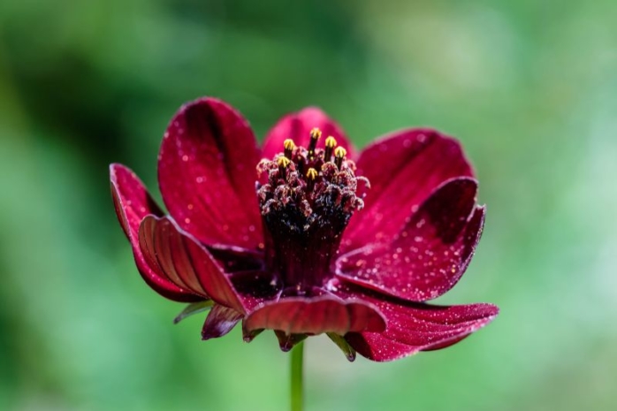 Schokoladen-Cosmee (Cosmea atrosanguineus)