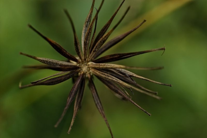 Schnuckköebchen (Cosmnea) Samen, getrocknete Blüte