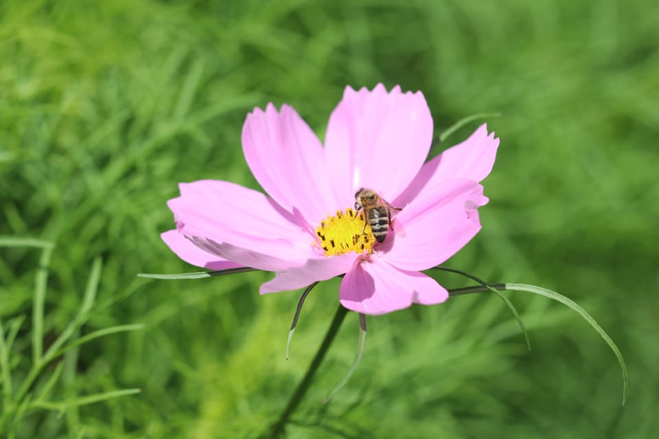 Sind Schmuckkörbchen winterhart und mehrjährig? - Hausgarten.net