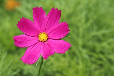 Schmuckkörbchen (Cosmos bipinnatus)