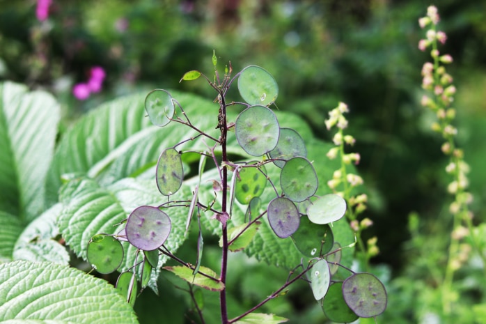 Silberblatt - Lunaria annua