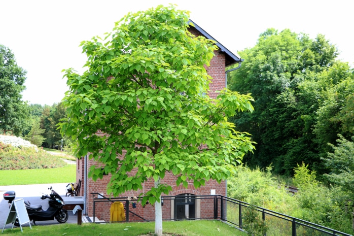 Baum steht im Weg und muss gefällt werden