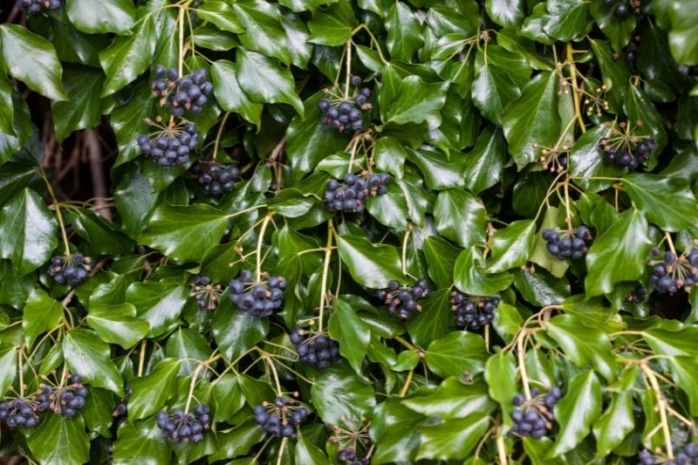 Hedera helix 'Teardrop'