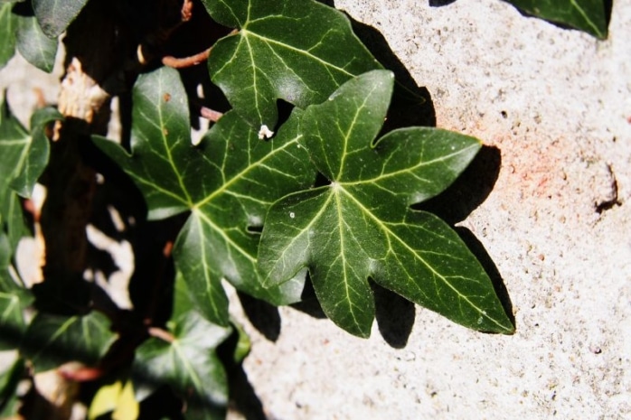 Hedera helix 'Hibernica'