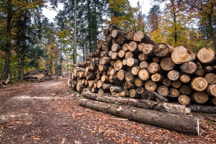 Holz frisch geschlagen