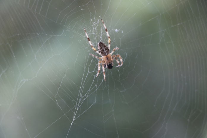 Kreuzspinne (Araneus)