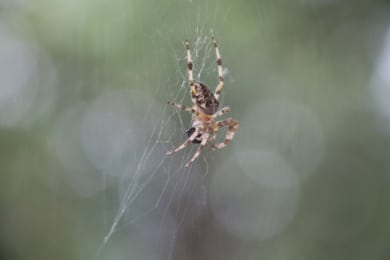 Lavendel gegen Spinnen: so gelingt die Anwendung Gartenkreuzspinne