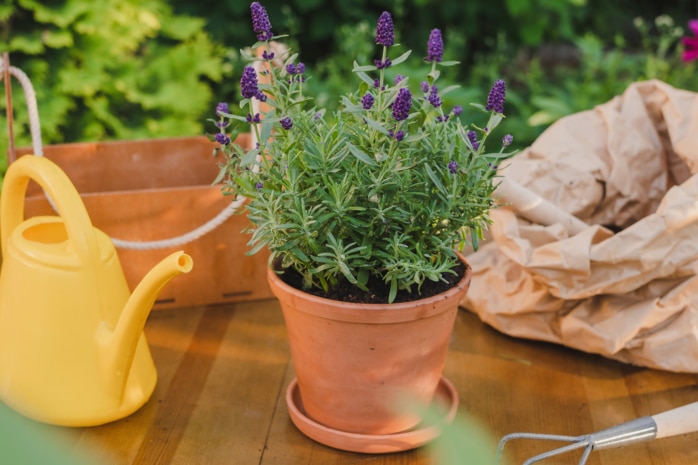 Lavendel im Topf