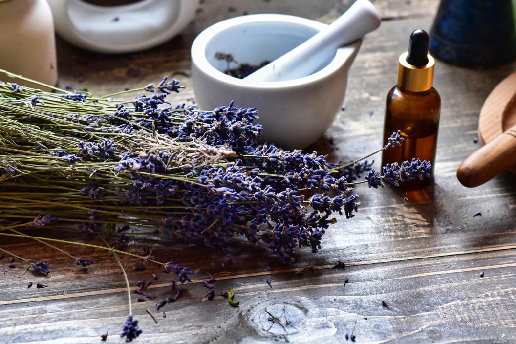 Lavendel gegen Spinnen so gelingt die Anwendung