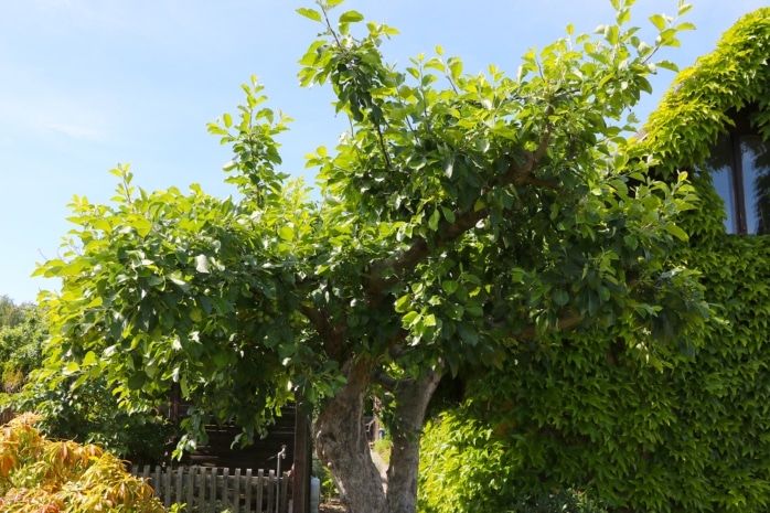 Apfel (Malus sylvestris)