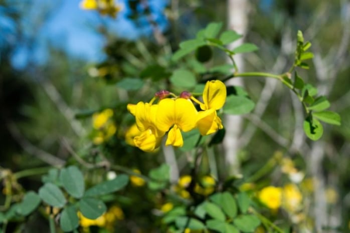 Blasenstrauch (Colutea arborescens)