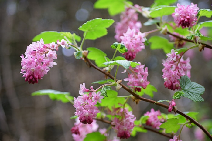 Blutjohannisbeere (Ribes sanguineum)