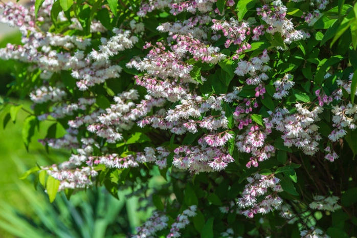 Deutzie (Deutzia)