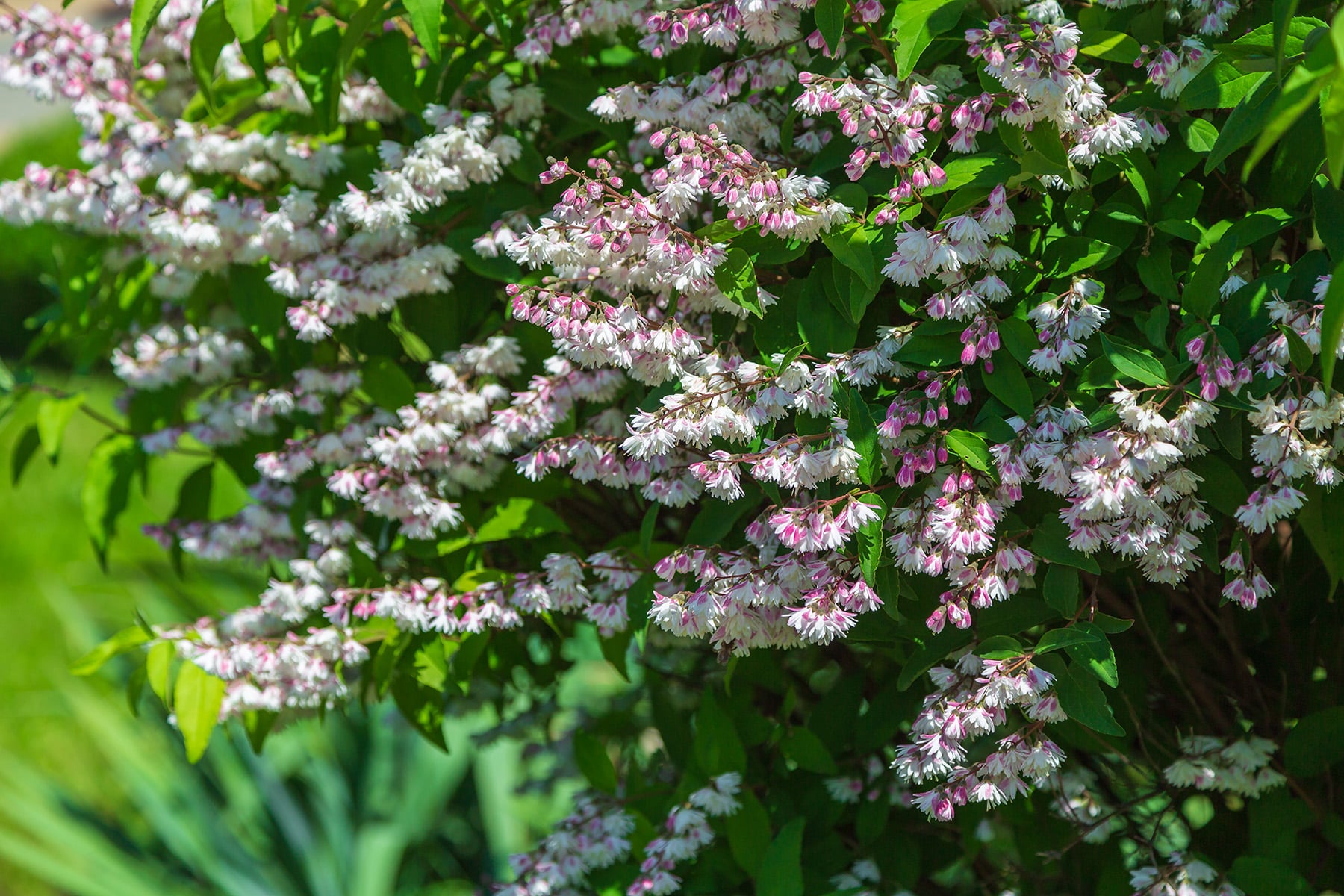 15 anspruchslose Sträucher für den Garten