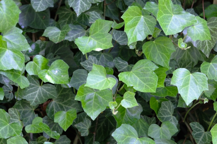 Efeu (Hedera helix)