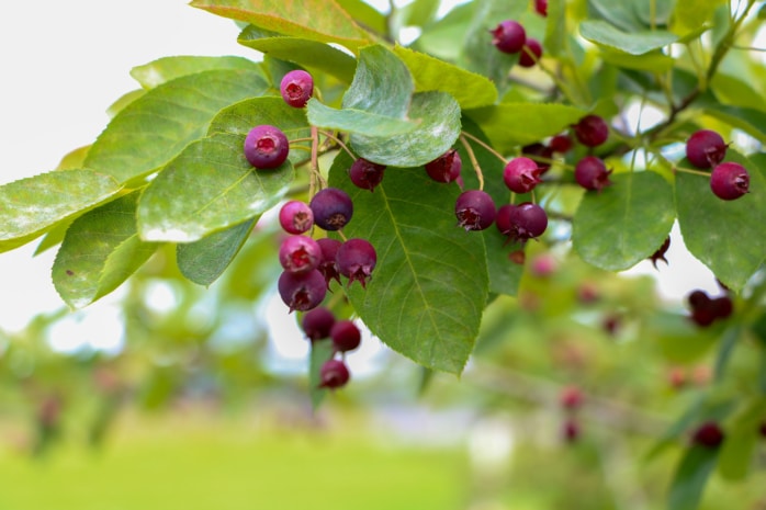 Felsenbirne (Amelanchier laevis)