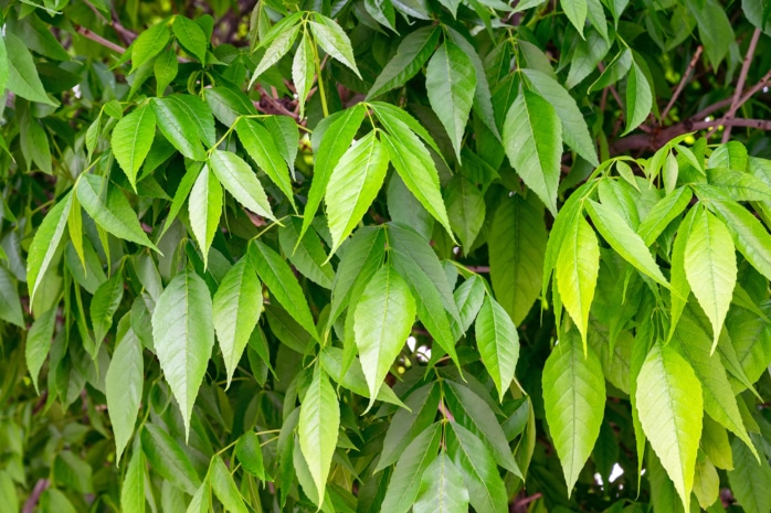 Gemeine Esche (Fraxinus excelsior)