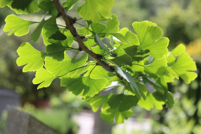 Ginkgo (Ginkgo biloba)