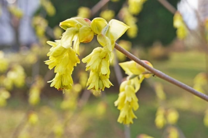 Glockenhasel (Corylopsis pauciflora)