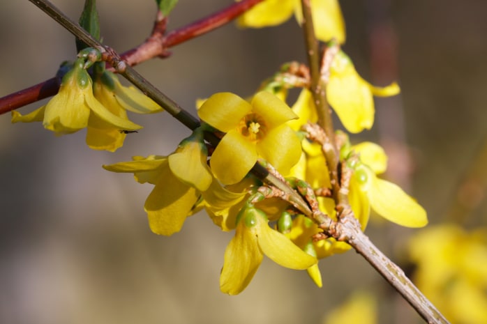 Goldglöckchen (Forsythia)