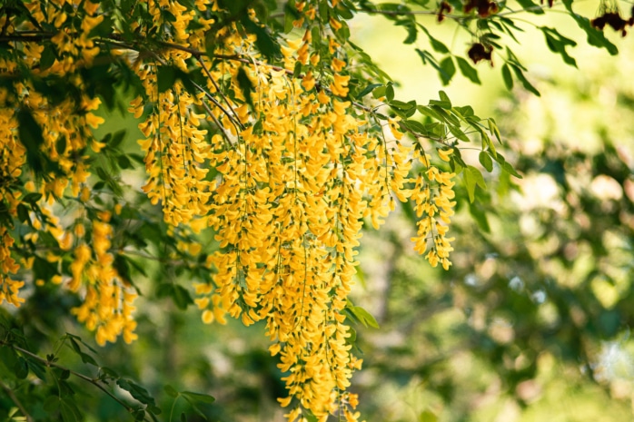 Goldregen (Laburnum watereri)