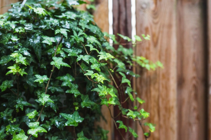 Hedera helix 'Anita'