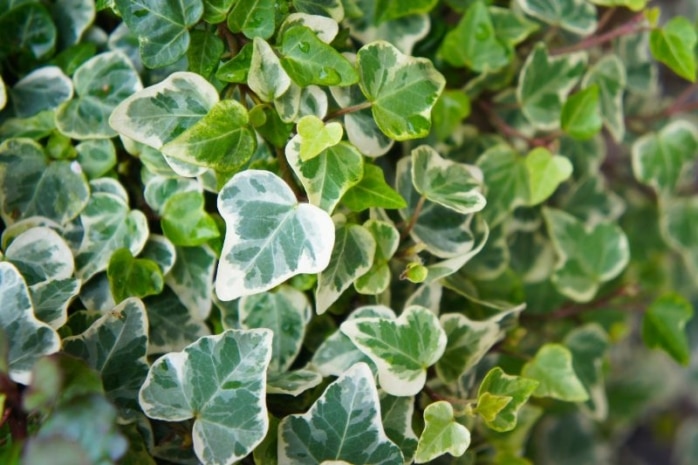 Hedera helix 'Marginata elegantissima