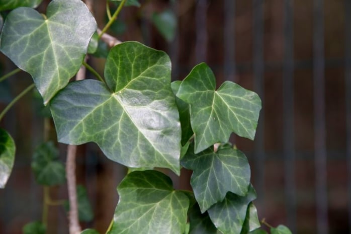 Hedera helix 'Woerner'