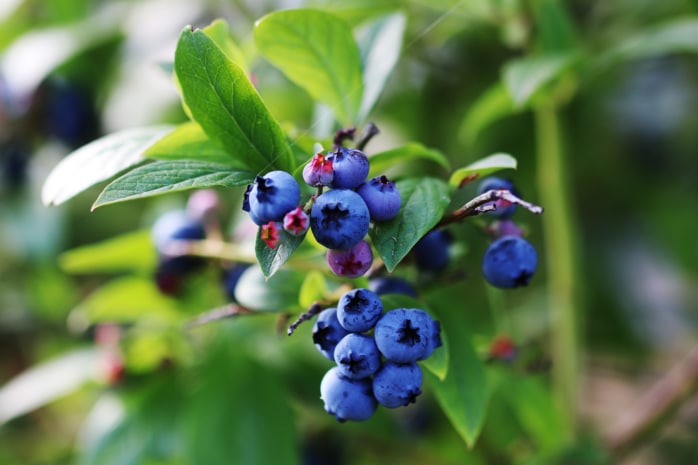 Heidelbeeren - Blaubeeren - Vaccinium myrtillus