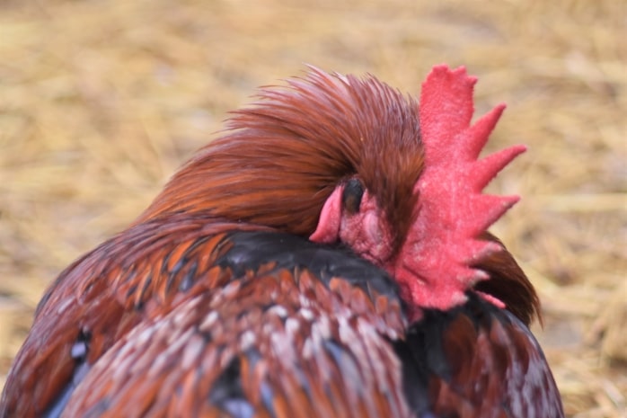 Huhn stirbt - erste Anzeichen