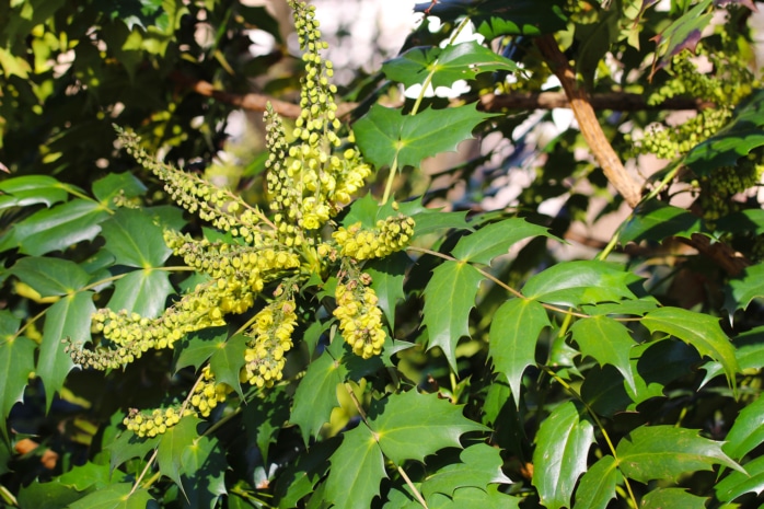 Mahonie (Mahonia bealei)