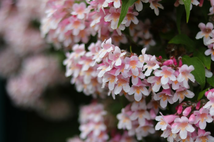 Perlmuttstrauch (Kolkwitzia amabilis)