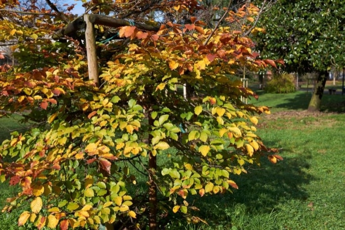 Rotbuche (Fagus sylvatica