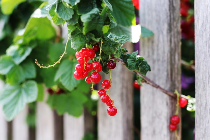 rote Johannisbeeren